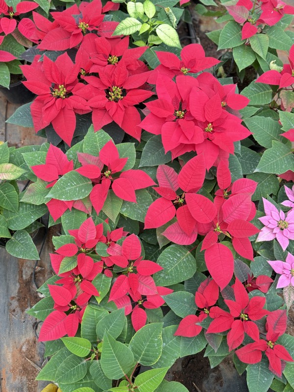 Poinsettia pot plants in vibrant red